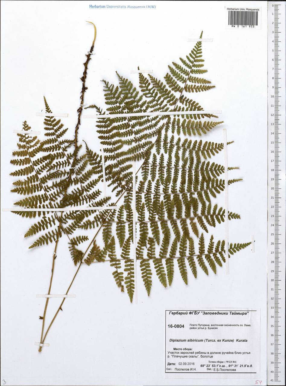 Diplazium sibiricum, Siberia, Central Siberia (S3) (Russia)