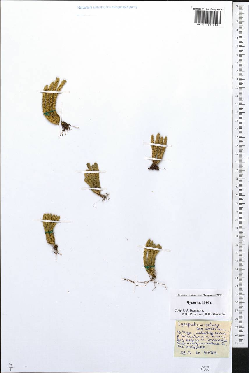 Huperzia selago subsp. appressa (Bach. Pyl. ex Desv.) D. Löve, Siberia, Chukotka & Kamchatka (S7) (Russia)