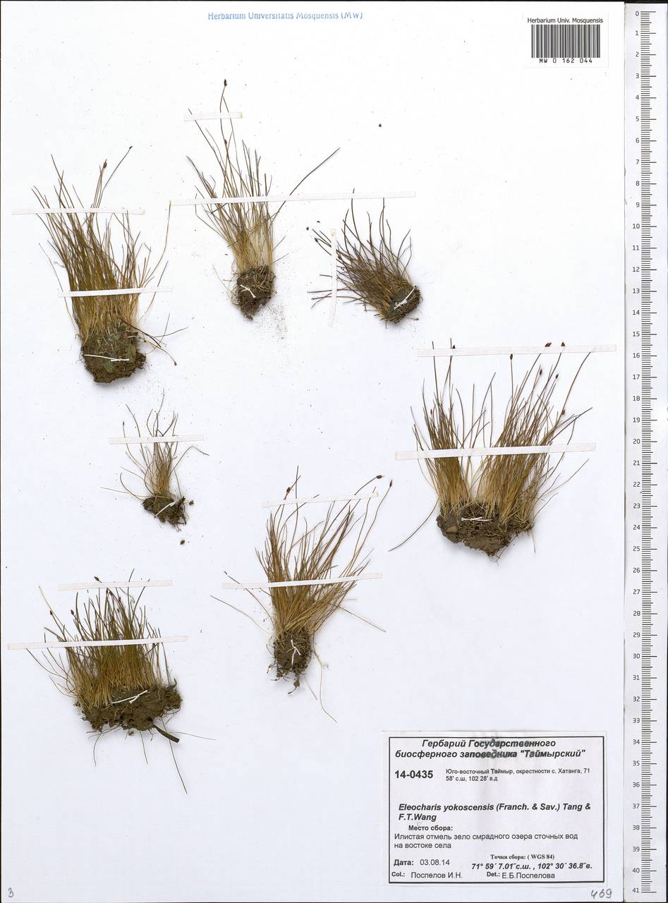 Eleocharis yokoscensis (Franch. & Sav.) Tang & F.T.Wang, Siberia, Central Siberia (S3) (Russia)