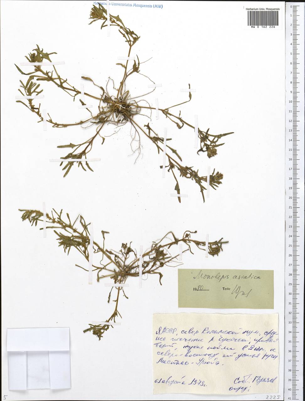 Blitum asiaticum (Fisch. & C. A. Mey.) S. Fuentes, Uotila & Borsch, Siberia, Yakutia (S5) (Russia)