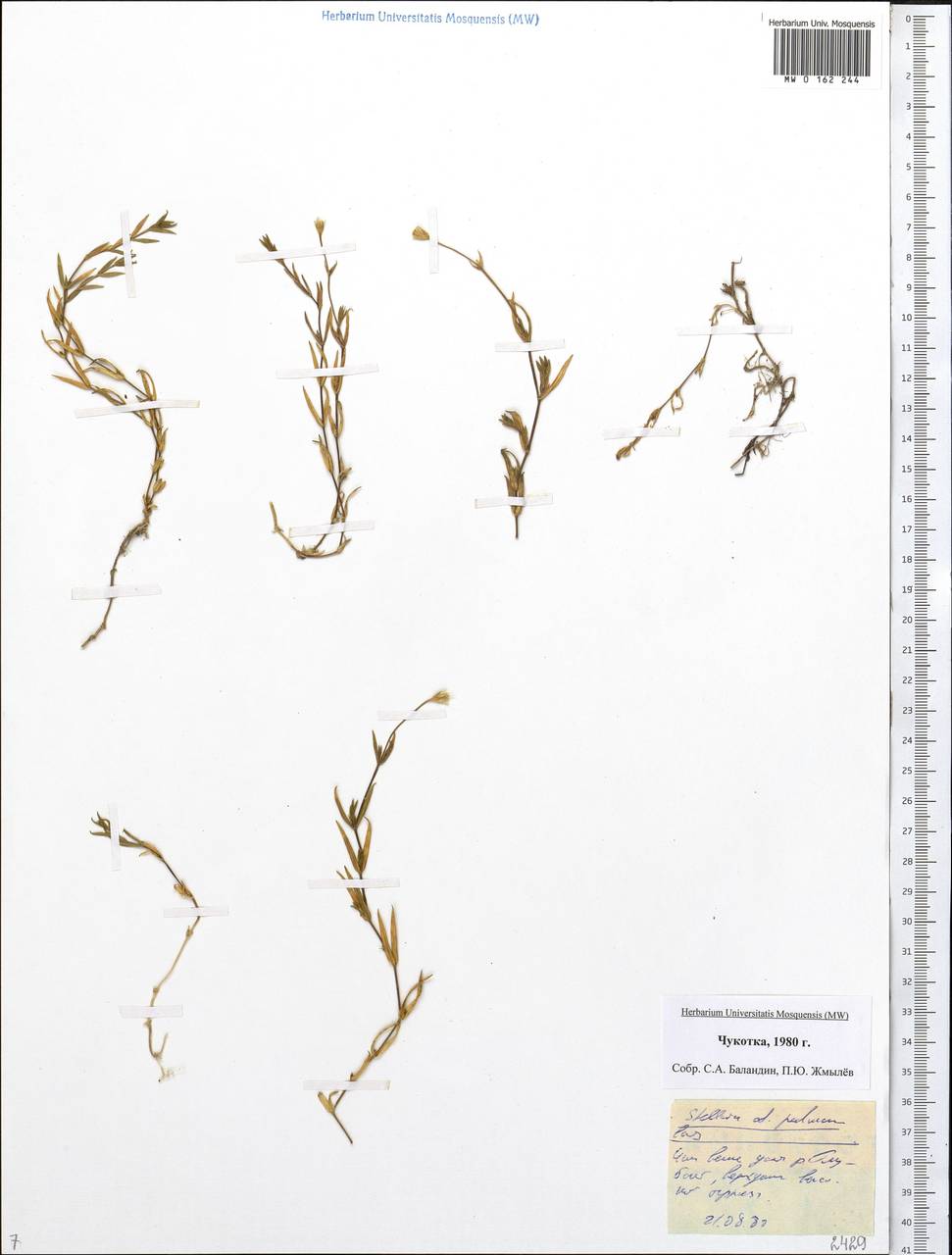 Stellaria peduncularis Bunge, Siberia, Chukotka & Kamchatka (S7) (Russia)