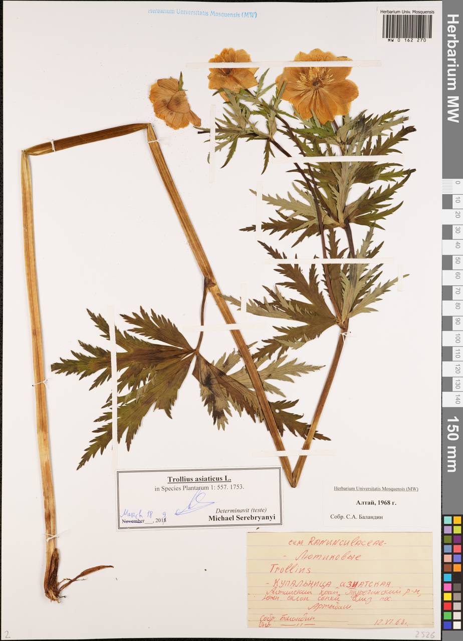 Trollius asiaticus L., Siberia, Altai & Sayany Mountains (S2) (Russia)