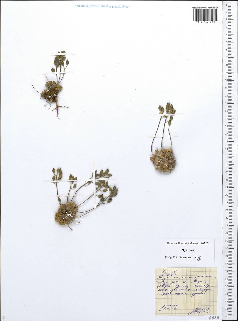 Draba, Siberia, Chukotka & Kamchatka (S7) (Russia)