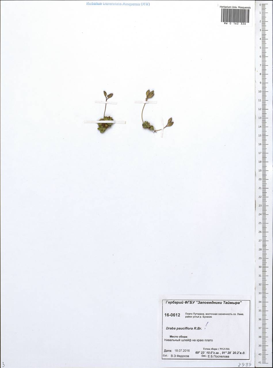 Draba pauciflora R. Br., Siberia, Central Siberia (S3) (Russia)