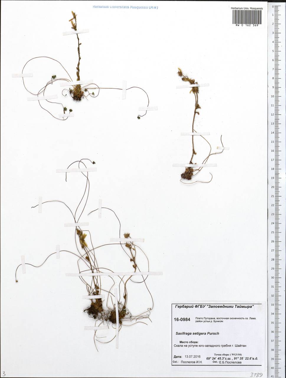 Saxifraga flagellaris subsp. setigera (Pursh) Tolm., Siberia, Central Siberia (S3) (Russia)