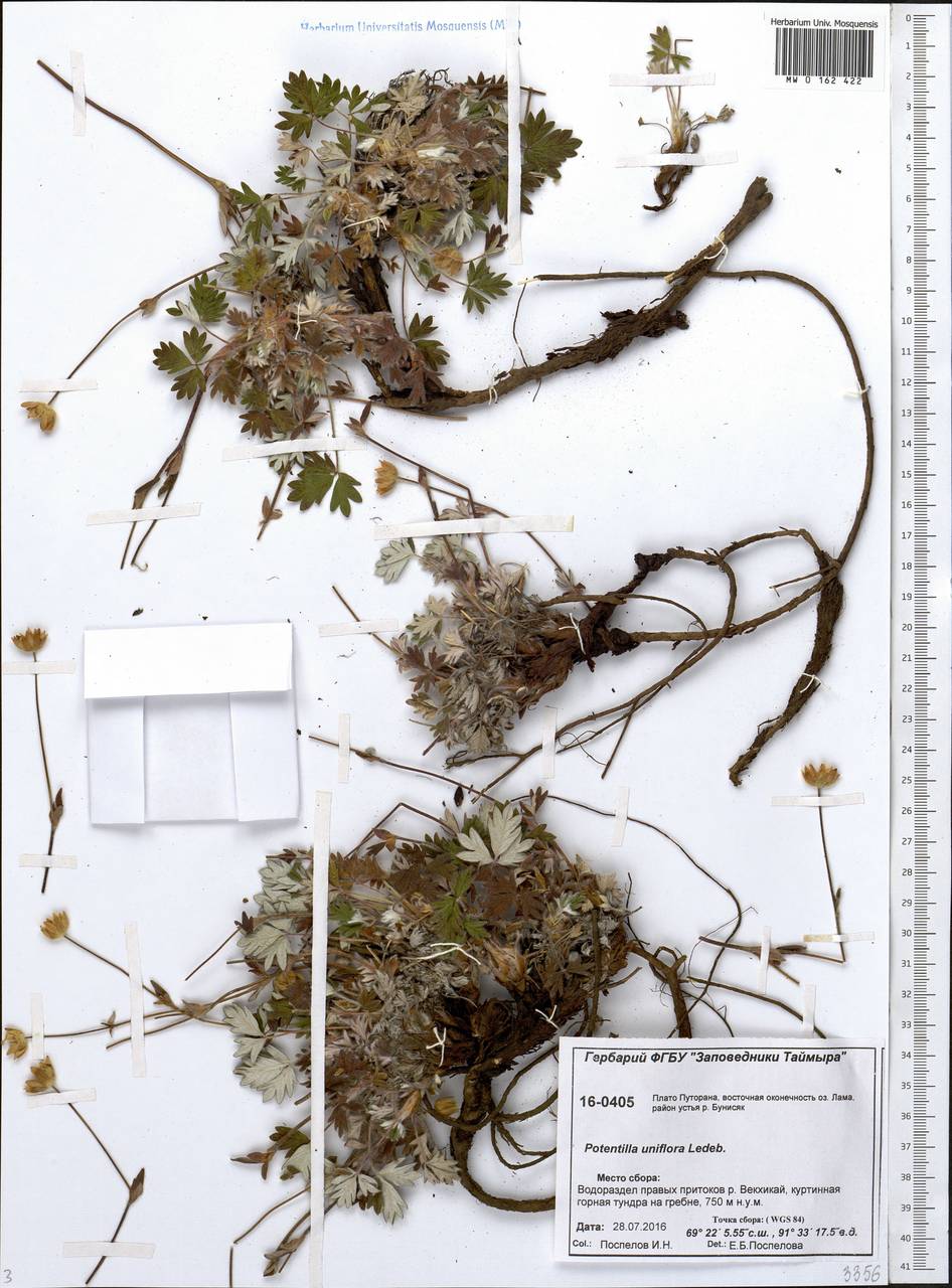 Potentilla uniflora Ledeb., Siberia, Central Siberia (S3) (Russia)