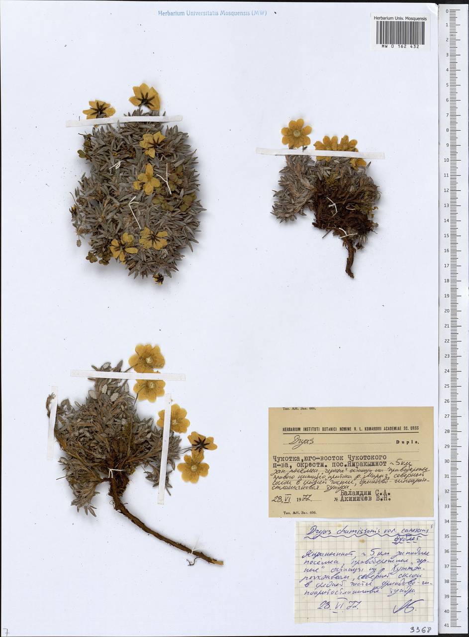 Dryas integrifolia subsp. chamissonis (Spreng.) Scoggan, Siberia, Chukotka & Kamchatka (S7) (Russia)