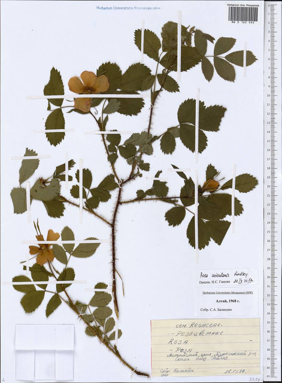 Rosa acicularis Lindl., Siberia, Altai & Sayany Mountains (S2) (Russia)