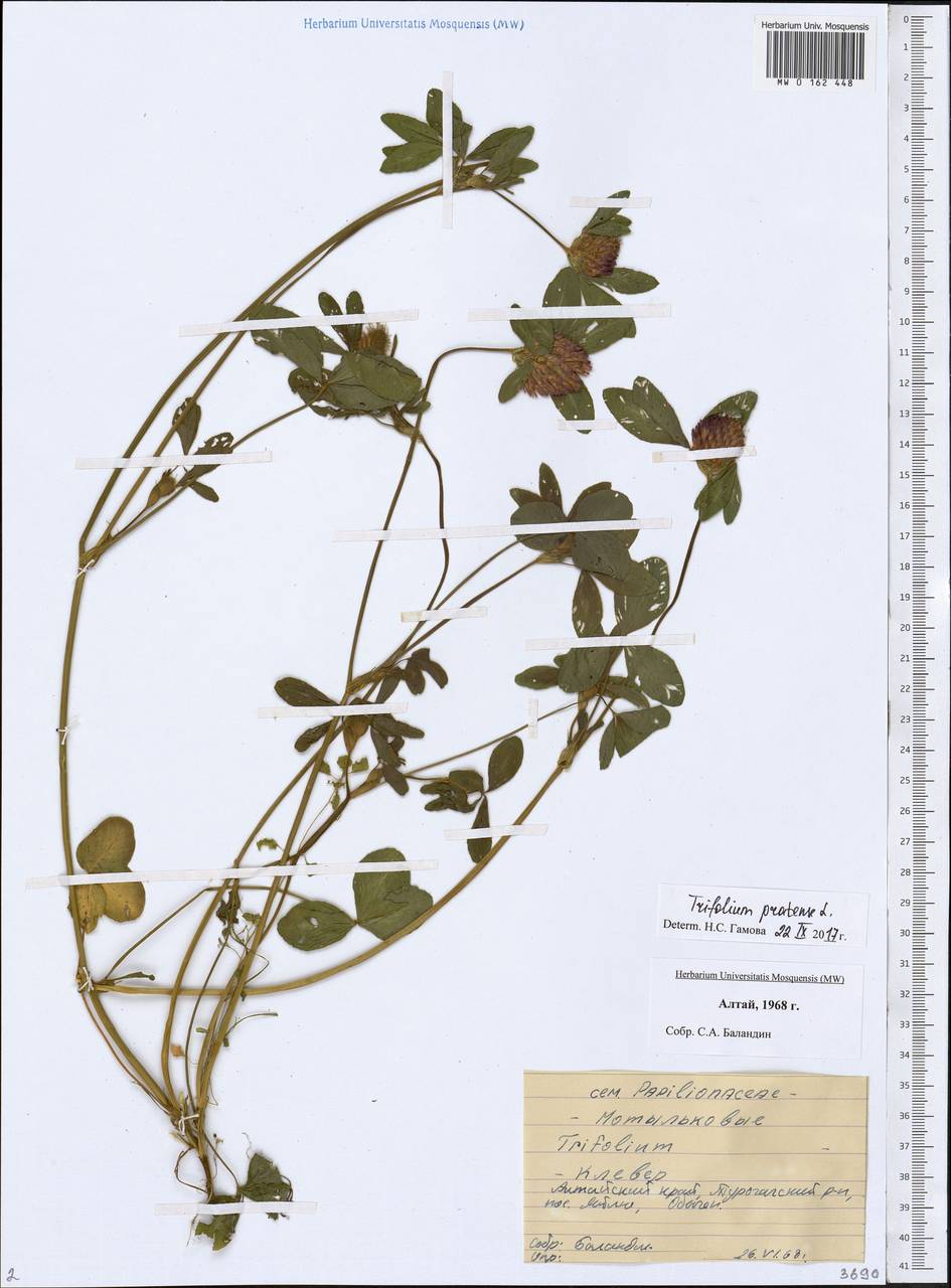 Trifolium pratense L., Siberia, Altai & Sayany Mountains (S2) (Russia)