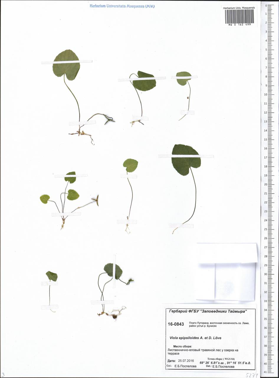 Viola epipsila subsp. repens (Turcz.) W. Becker, Siberia, Central Siberia (S3) (Russia)