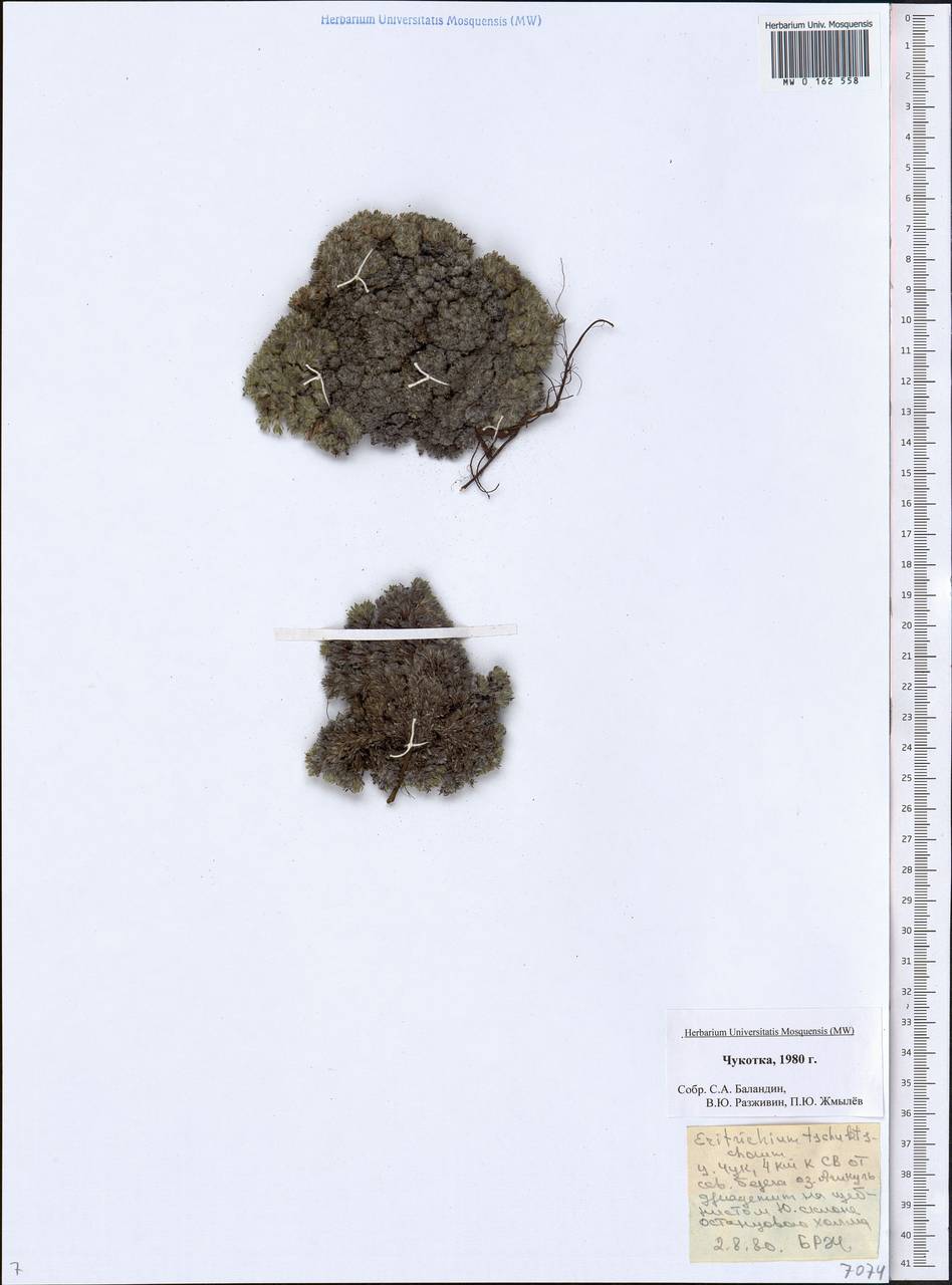 Eritrichium tschuktschorum Jurtzev & V. V. Petrovsky, Siberia, Chukotka & Kamchatka (S7) (Russia)