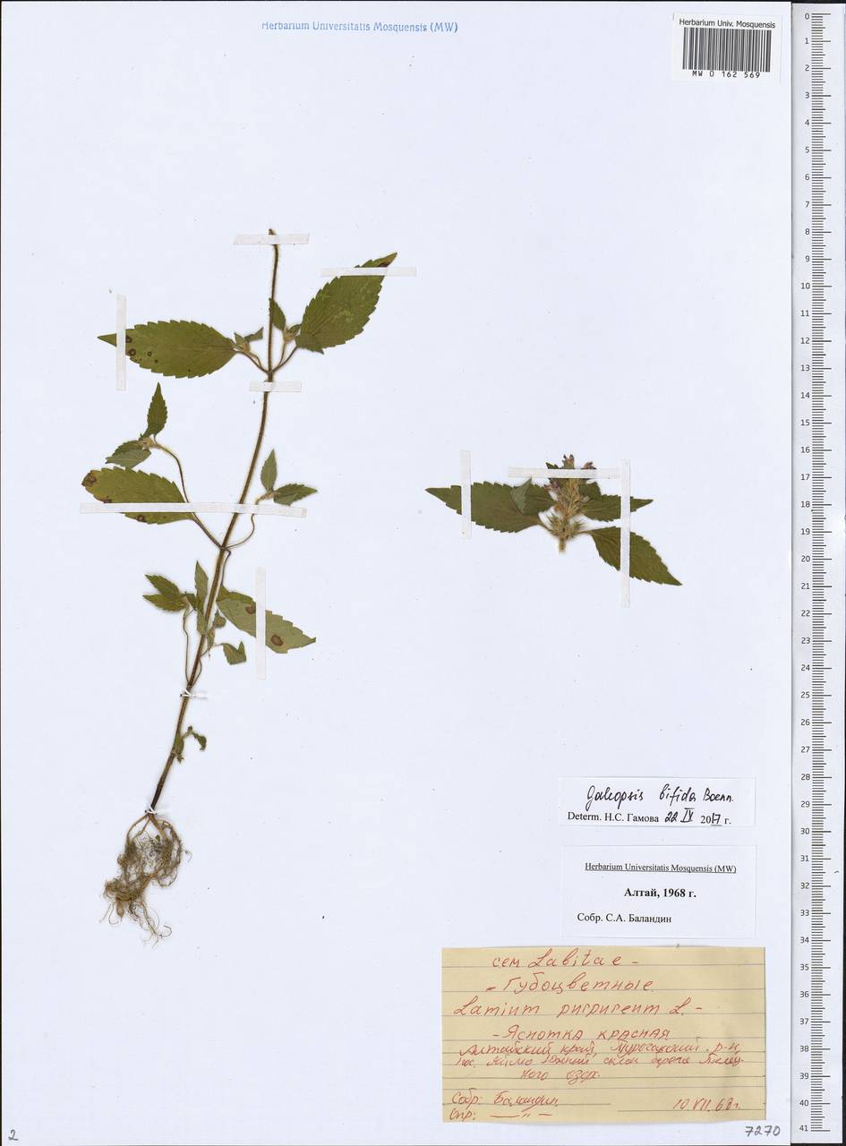 Galeopsis bifida Boenn., Siberia, Altai & Sayany Mountains (S2) (Russia)