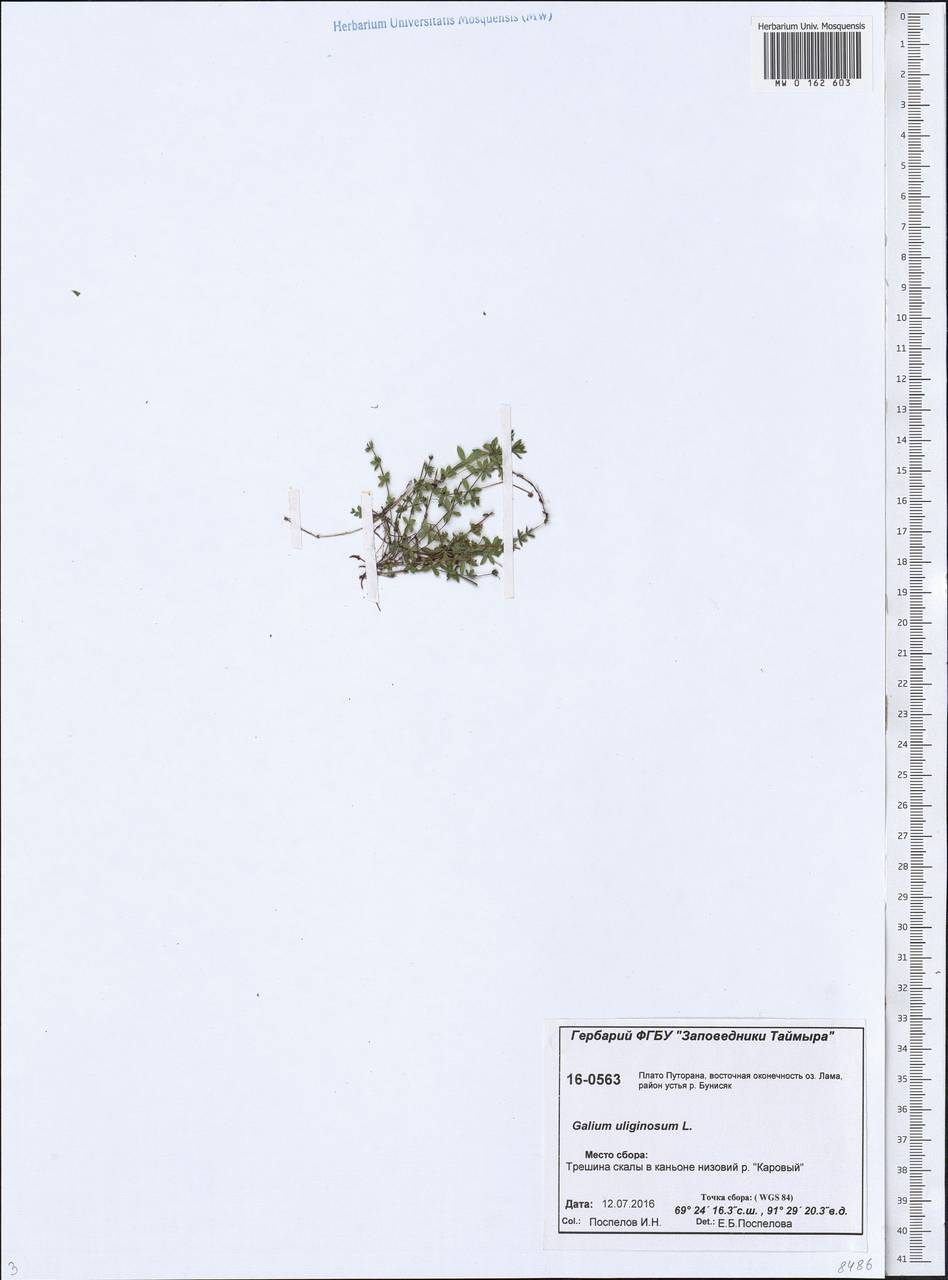 Galium uliginosum L., Siberia, Central Siberia (S3) (Russia)