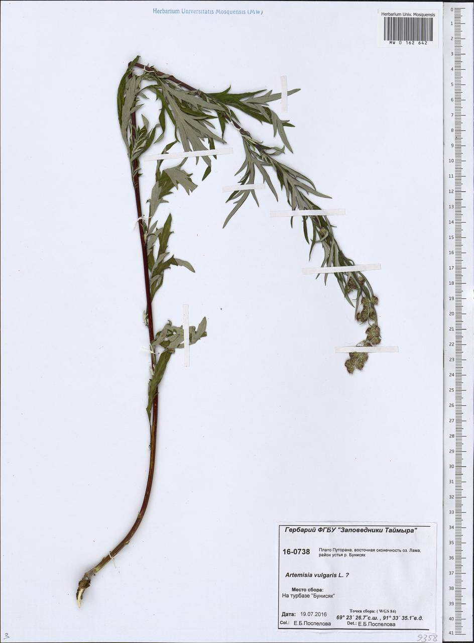 Artemisia vulgaris L., Siberia, Central Siberia (S3) (Russia)