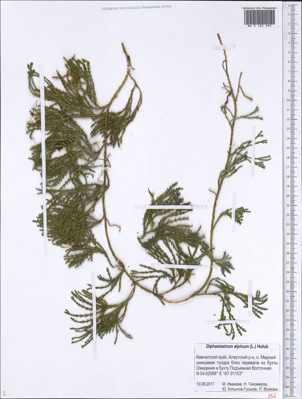 Diphasiastrum alpinum (L.) Holub, Siberia, Chukotka & Kamchatka (S7) (Russia)