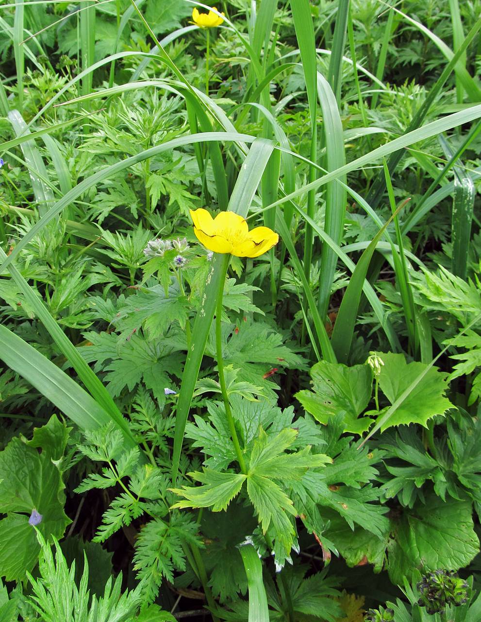 Trollius riederianus Fisch. & C.A.Mey., Siberia, Chukotka & Kamchatka (S7) (Russia)