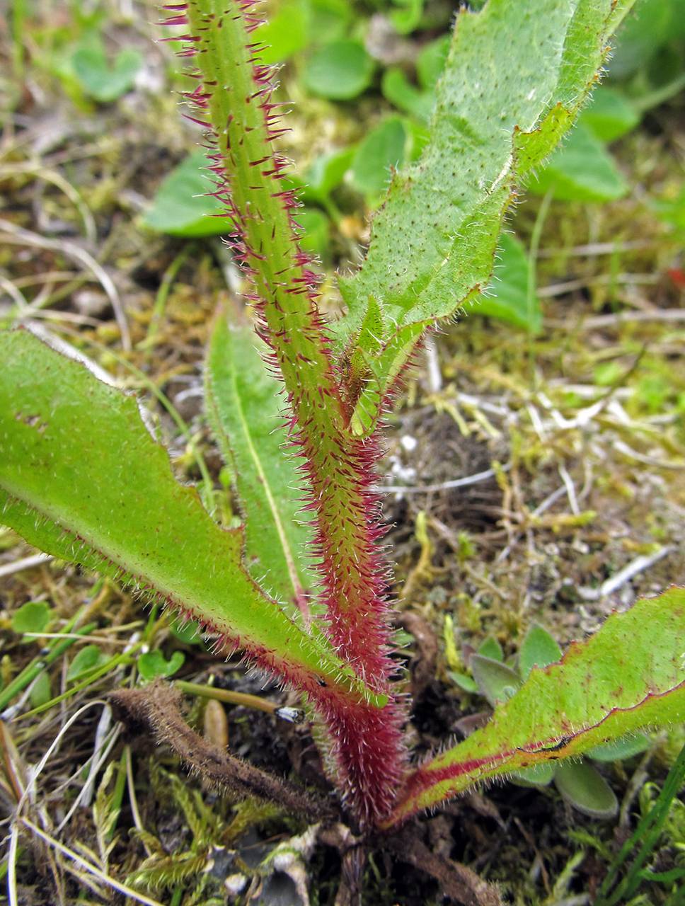 Picris japonica subsp. kamtschatica (Ledeb.) Hultén, Siberia, Chukotka & Kamchatka (S7) (Russia)
