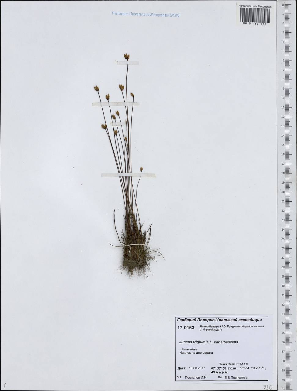 Juncus albescens (Lange) Fern., Siberia, Western Siberia (S1) (Russia)