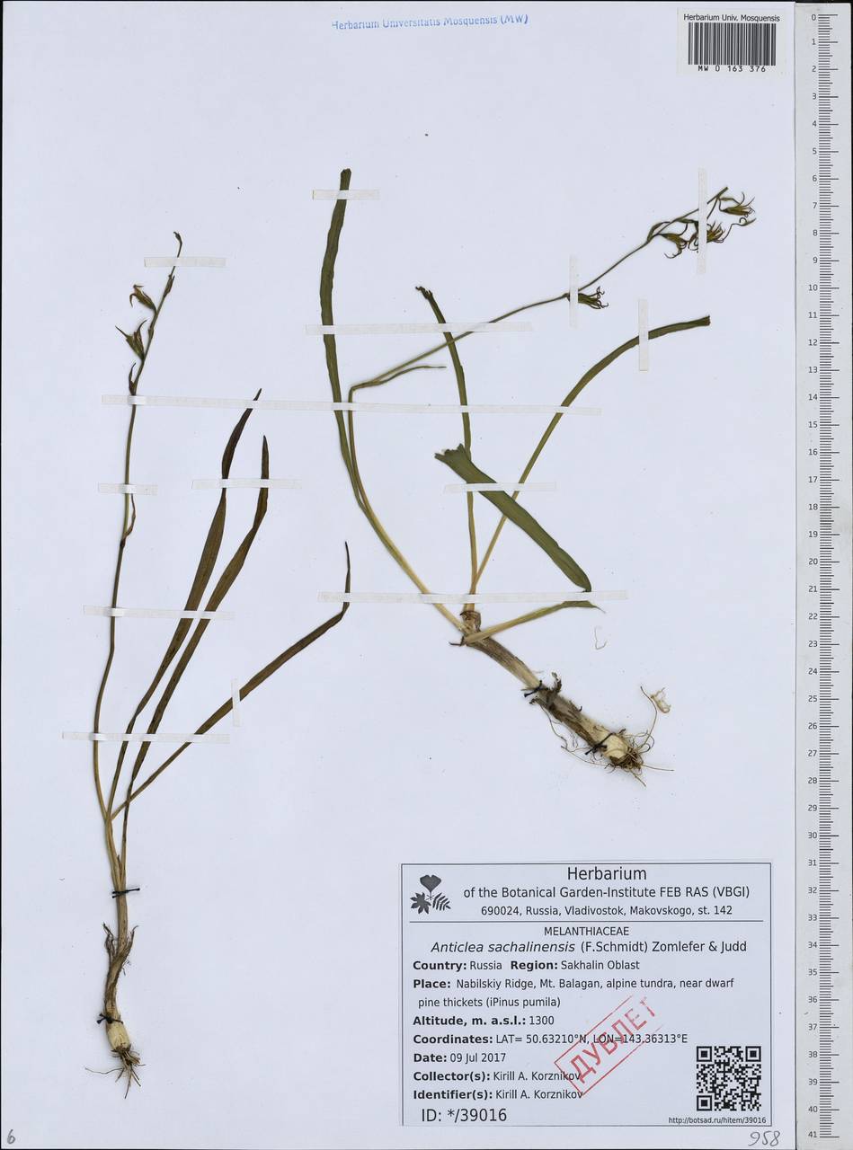 Anticlea sachalinensis (F.Schmidt) Zomlefer & Judd, Siberia, Russian Far East (S6) (Russia)