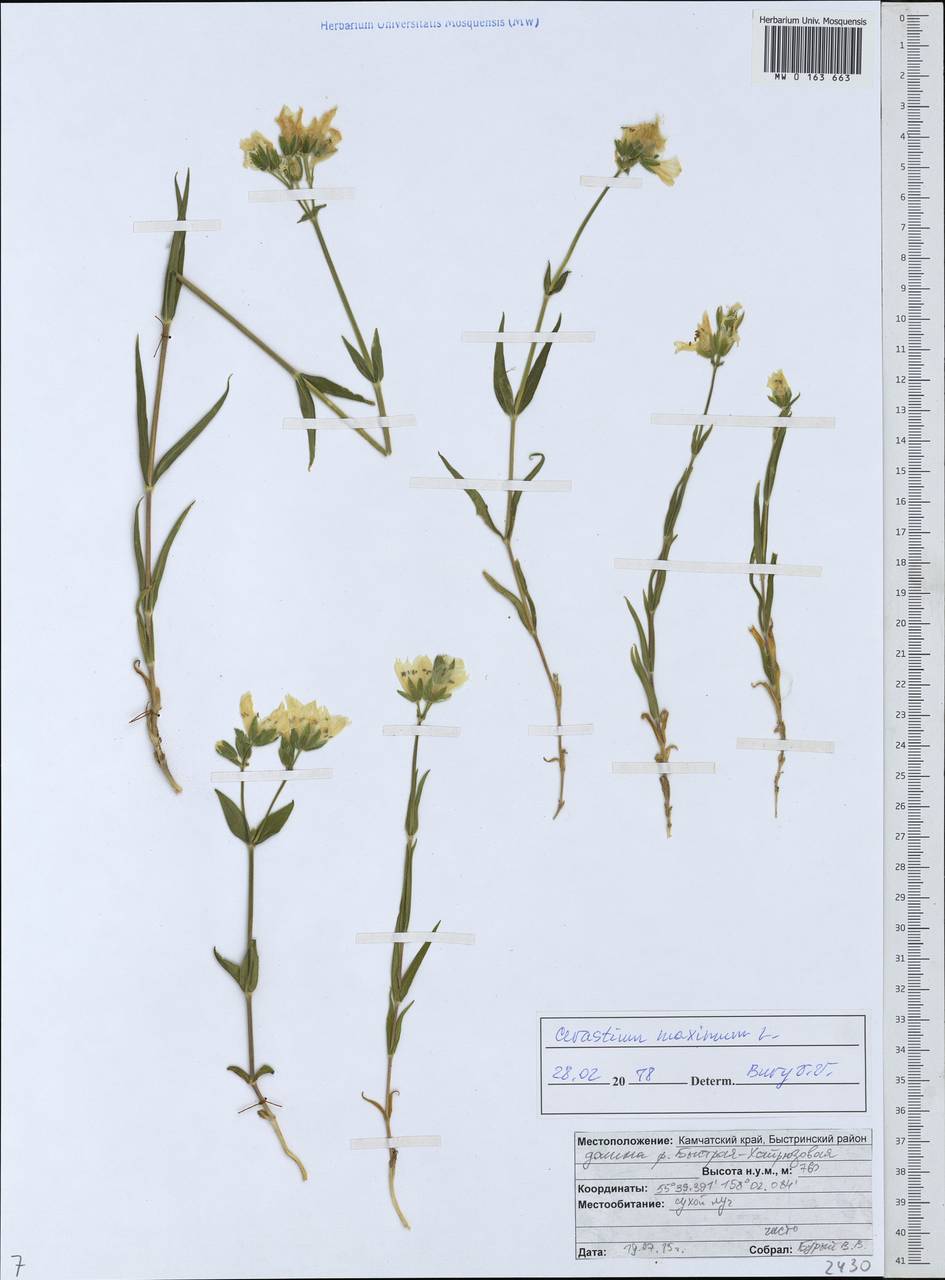 Dichodon maximum (L.) Á. Löve & D. Löve, Siberia, Chukotka & Kamchatka (S7) (Russia)