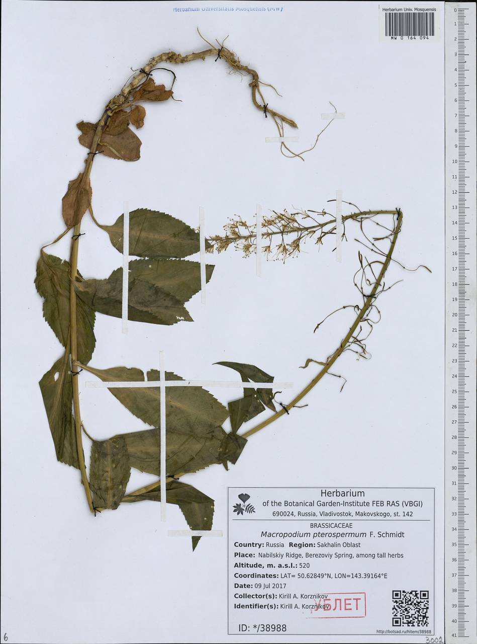 Macropodium pterospermum F.Schmidt, Siberia, Russian Far East (S6) (Russia)