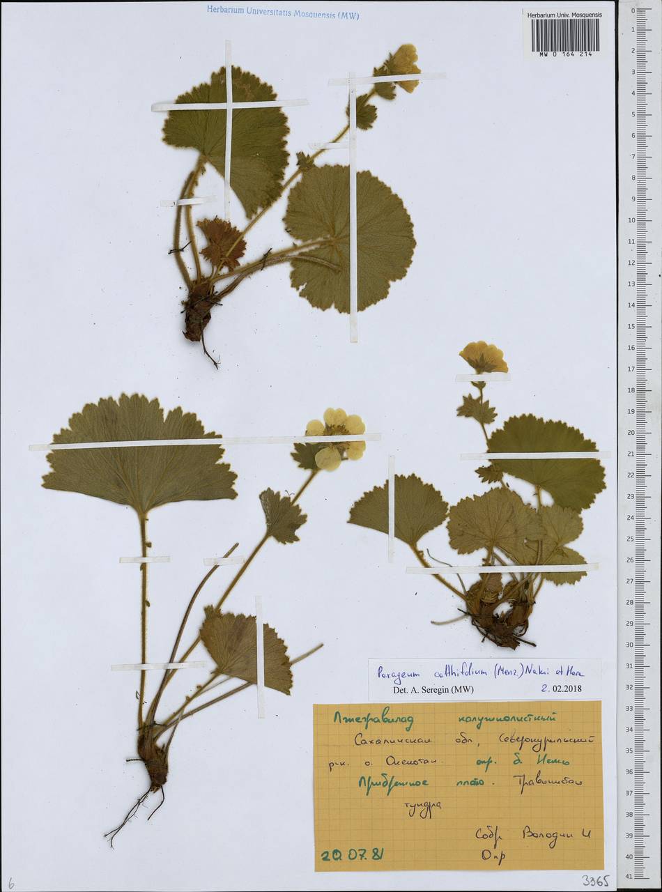 Geum calthifolium subsp. calthifolium, Siberia, Russian Far East (S6) (Russia)
