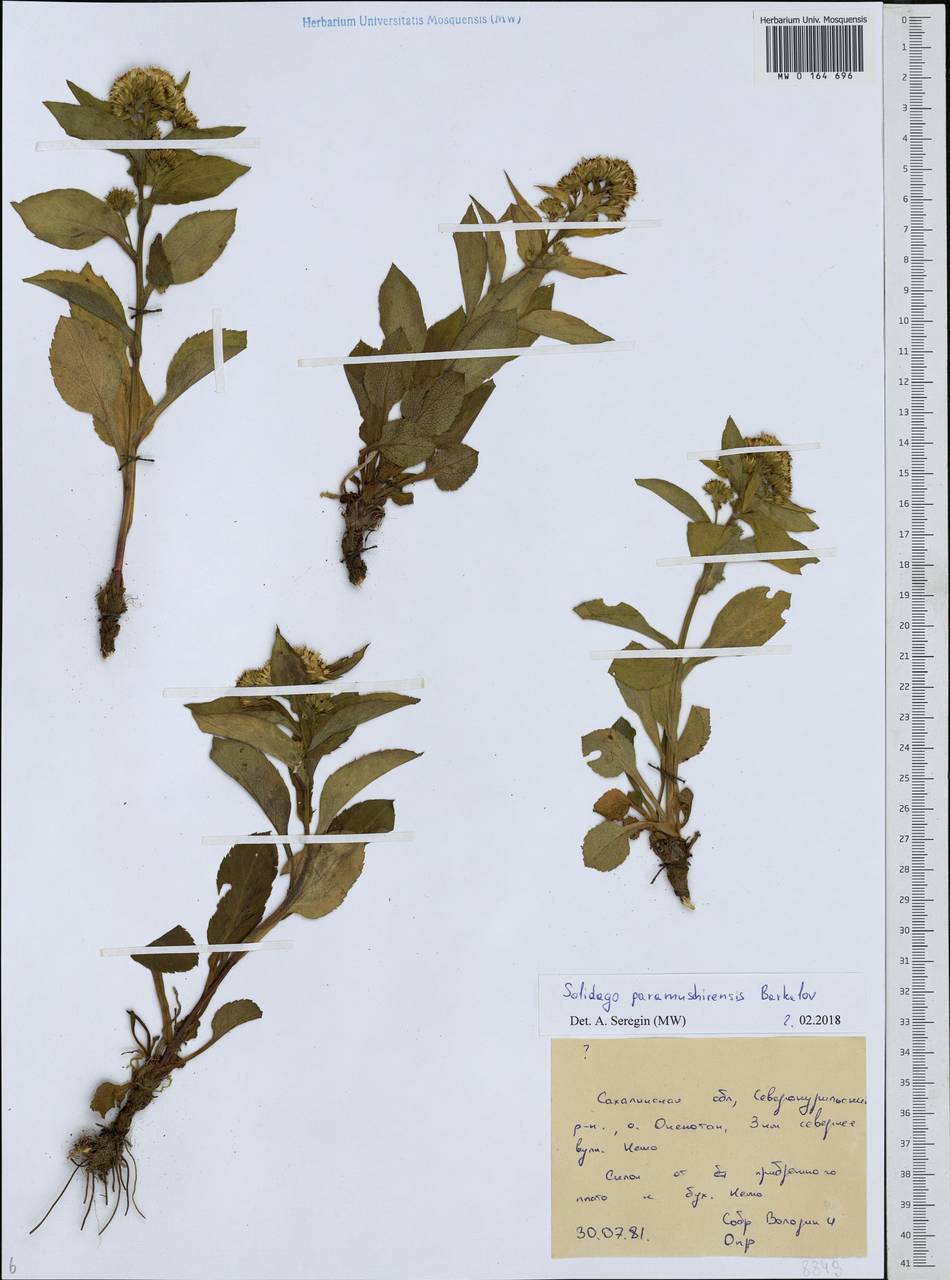 Solidago multiradiata subsp. paramuschirensis (Barkalov) Vorosch., Siberia, Russian Far East (S6) (Russia)
