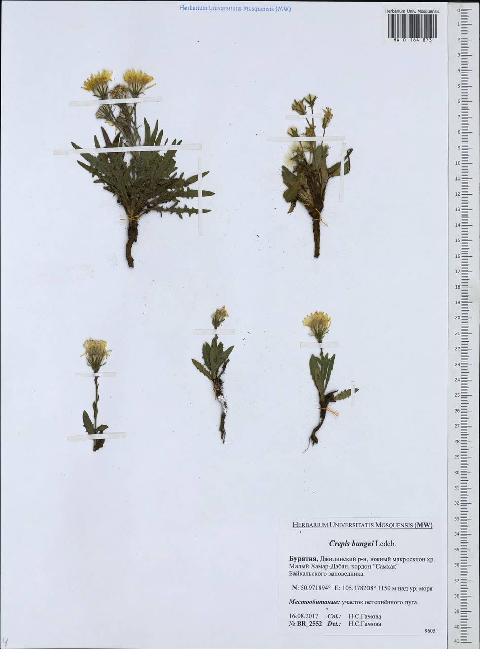 Crepis bungei Ledeb. ex DC., Siberia, Baikal & Transbaikal region (S4) (Russia)