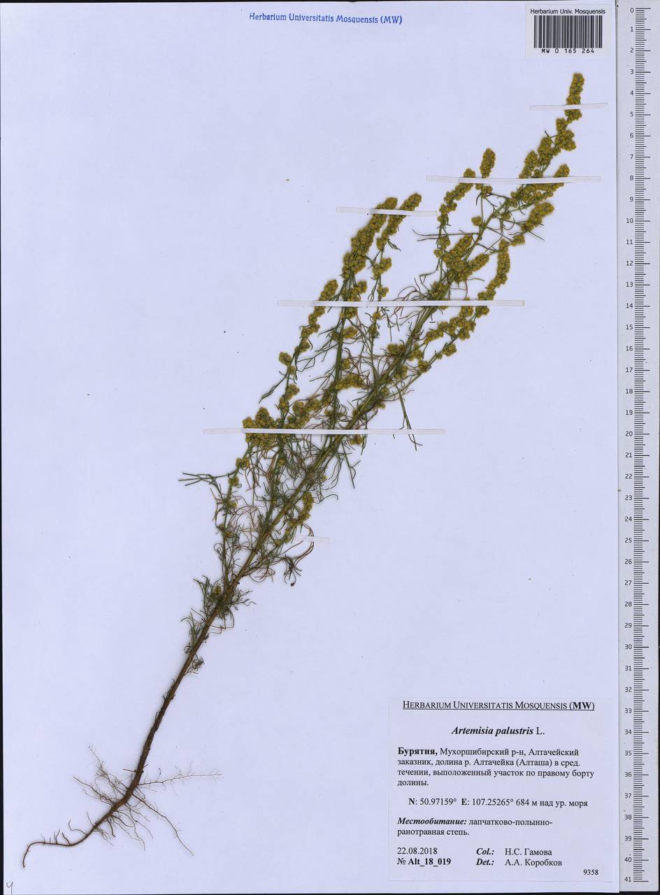 Artemisia palustris L., Siberia, Baikal & Transbaikal region (S4) (Russia)