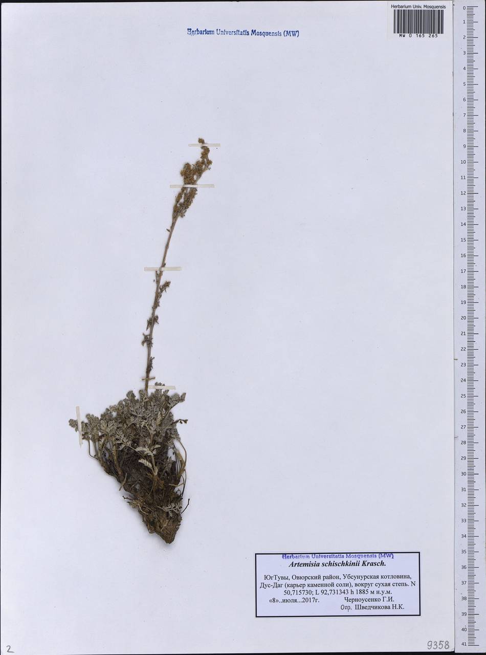 Seriphidium nitrosum var. gobicum (Krasch.) Y.R. Ling, Siberia, Altai & Sayany Mountains (S2) (Russia)