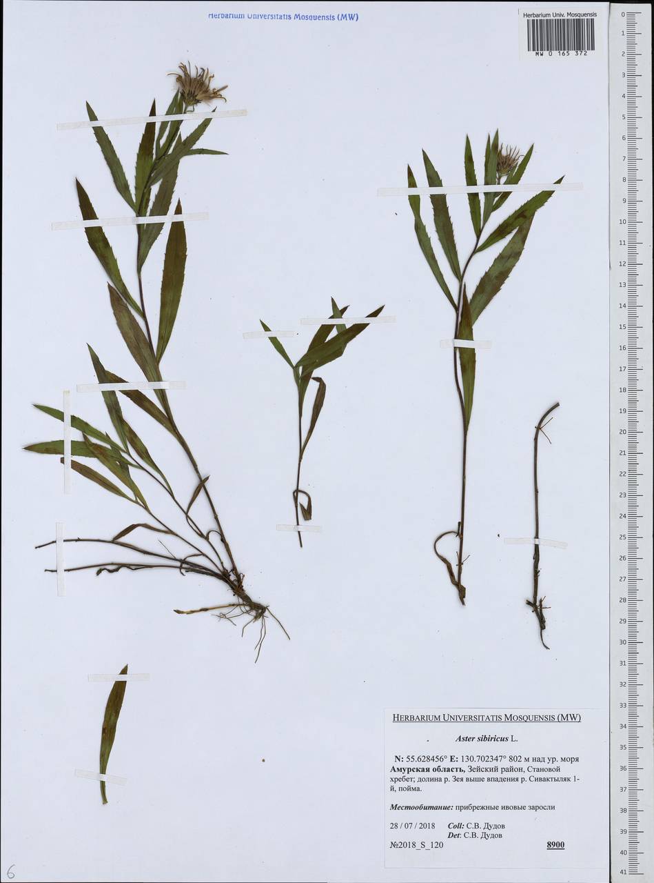 Eurybia sibirica subsp. sibirica, Siberia, Russian Far East (S6) (Russia)