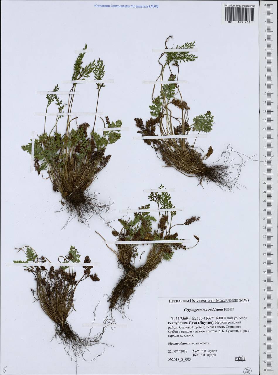 Cryptogramma brunoniana subsp. raddeana (Fomin) Fraser-Jenk., Siberia, Yakutia (S5) (Russia)