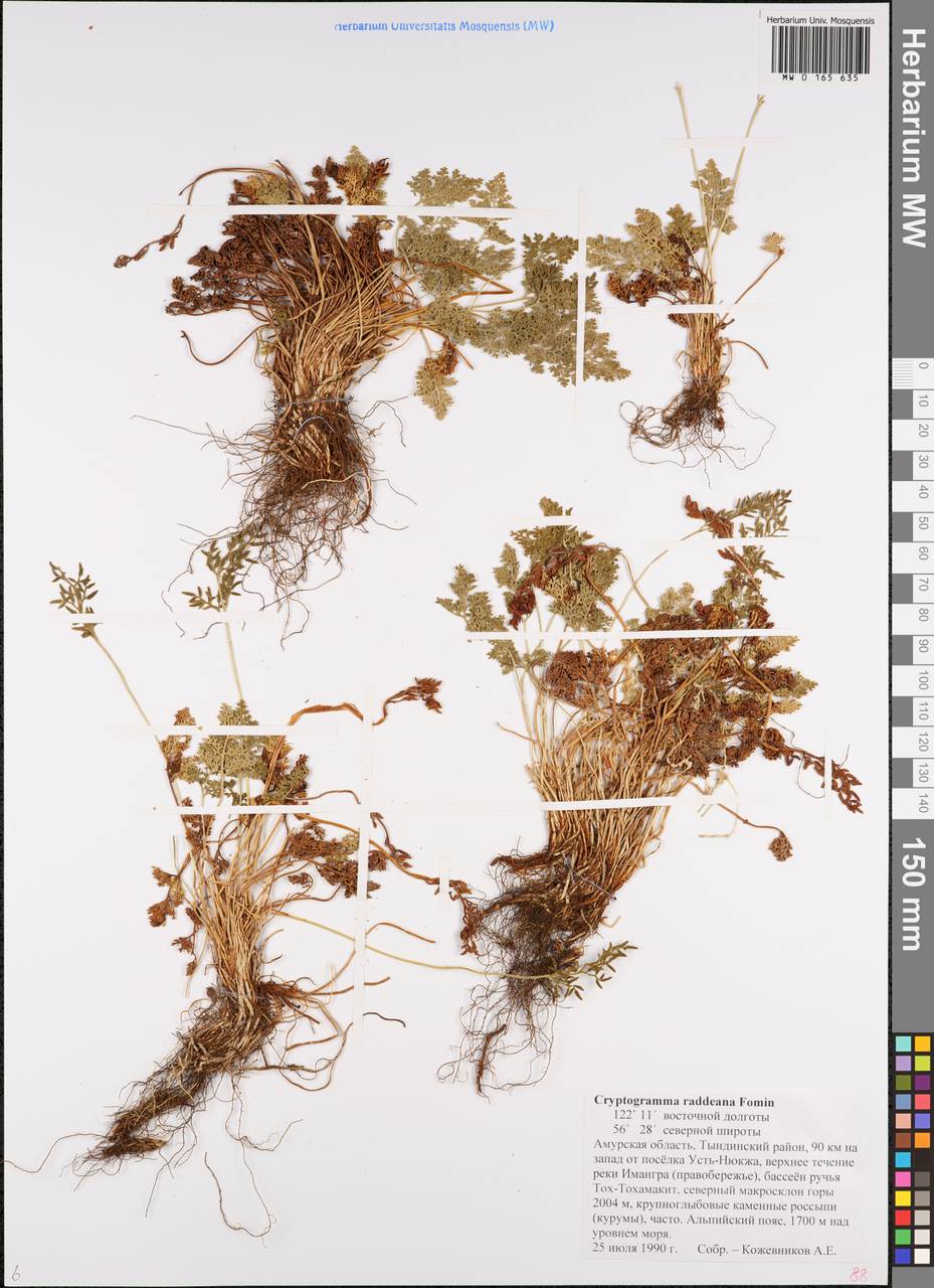 Cryptogramma brunoniana subsp. raddeana (Fomin) Fraser-Jenk., Siberia, Russian Far East (S6) (Russia)
