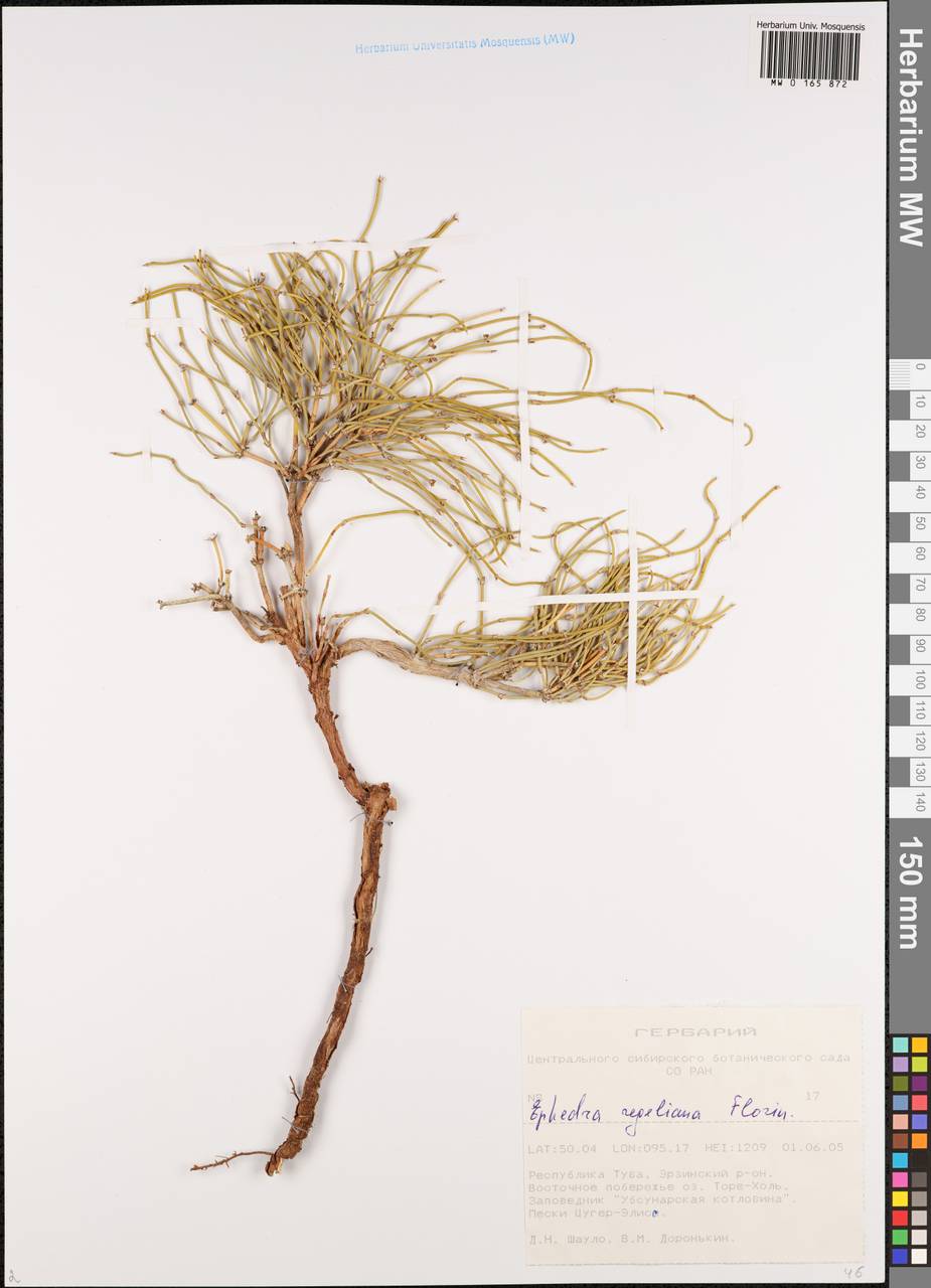 Ephedra regeliana Florin, Siberia, Altai & Sayany Mountains (S2) (Russia)