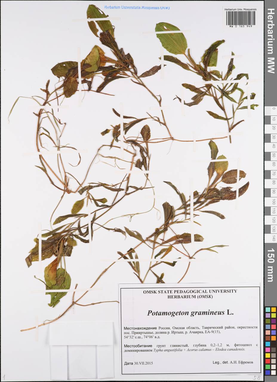 Potamogeton gramineus L., Siberia, Western Siberia (S1) (Russia)