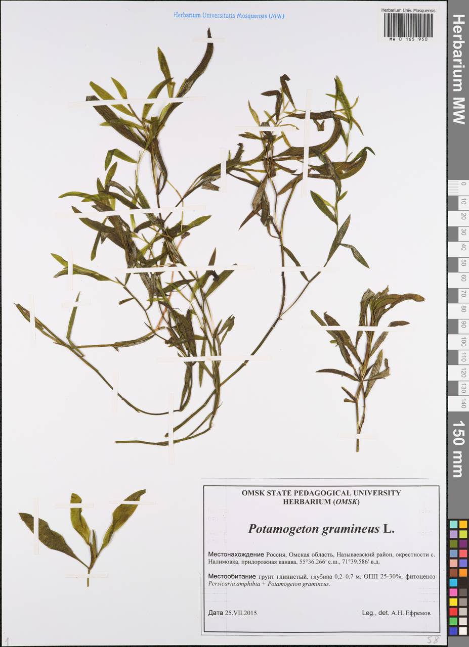 Potamogeton gramineus L., Siberia, Western Siberia (S1) (Russia)