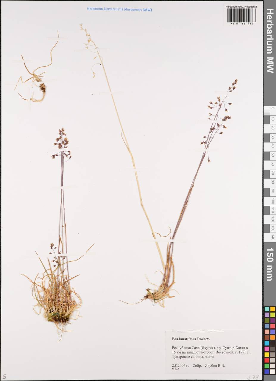 Hyalopoa lanatiflora (Roshev.) Tzvelev, Siberia, Yakutia (S5) (Russia)