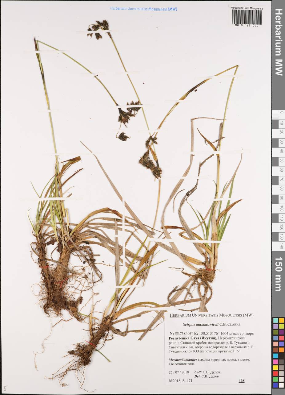 Scirpus maximowiczii C.B.Clarke, Siberia, Yakutia (S5) (Russia)