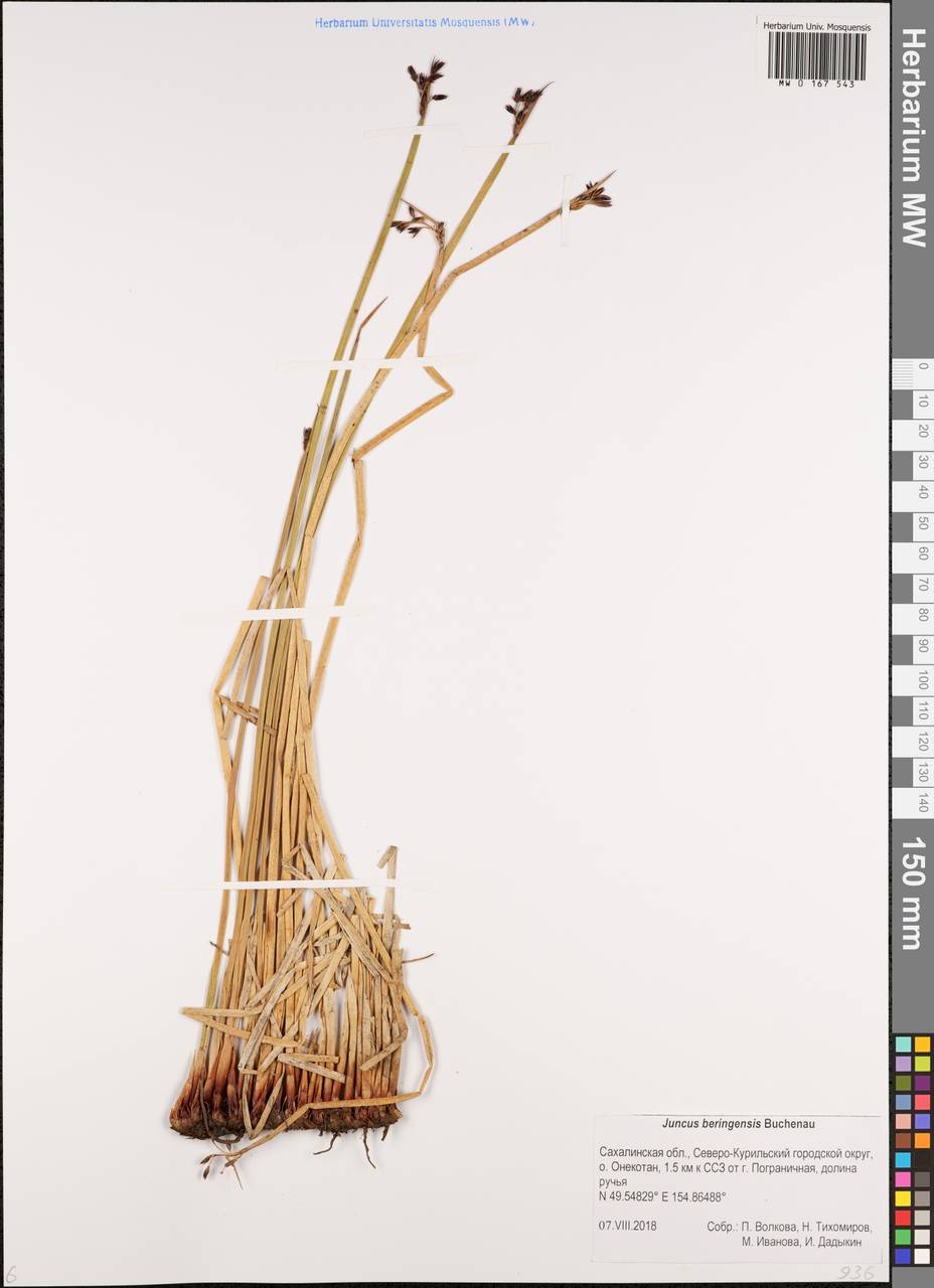 Juncus beringensis Buchenau, Siberia, Russian Far East (S6) (Russia)