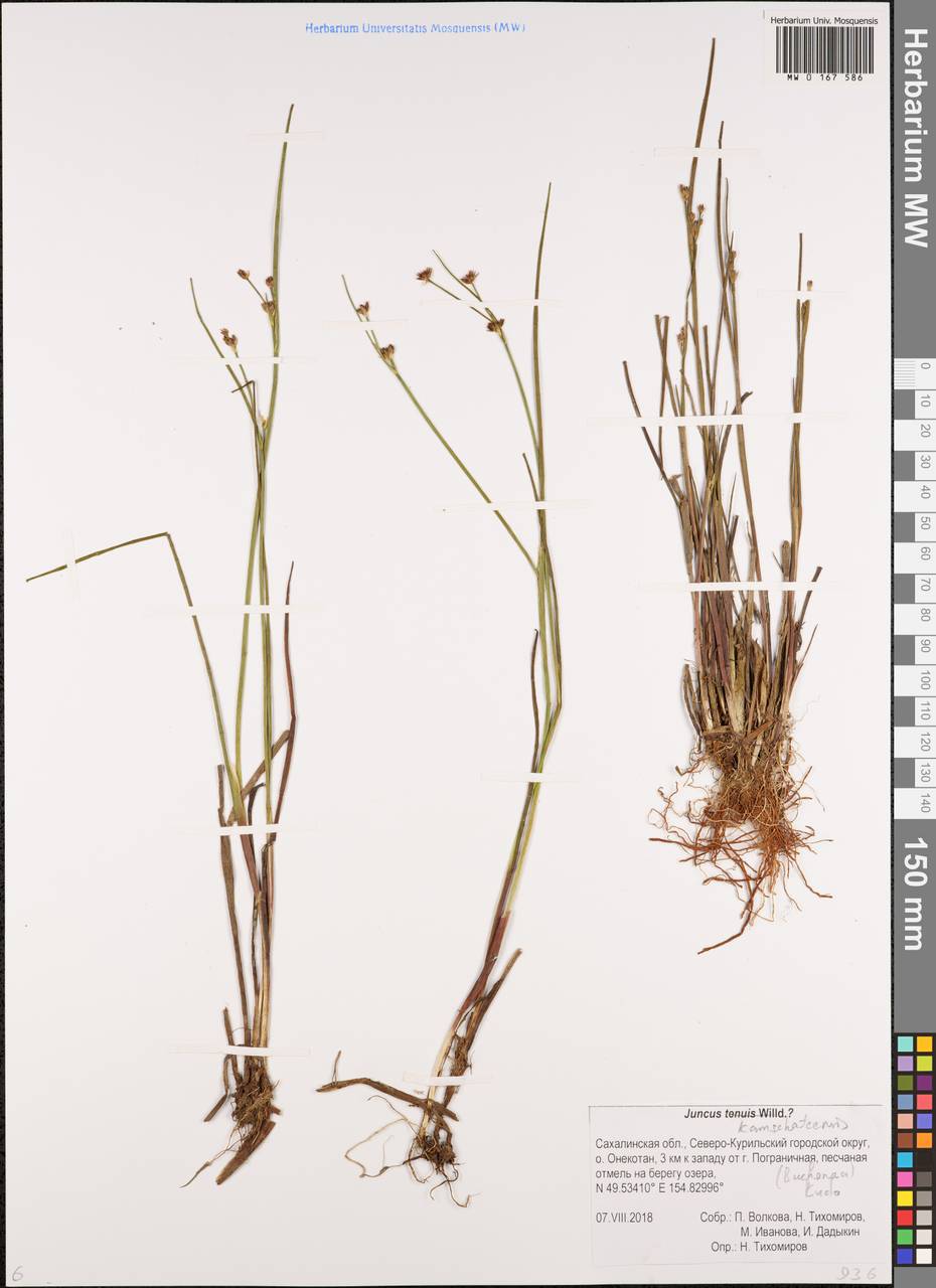 Juncus fauriensis subsp. kamschatcensis (Buch.) Novikov, Siberia, Russian Far East (S6) (Russia)