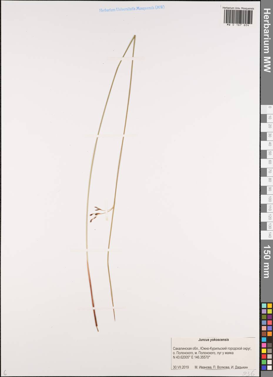 Juncus fauriei Lév. & Vaniot, Siberia, Russian Far East (S6) (Russia)