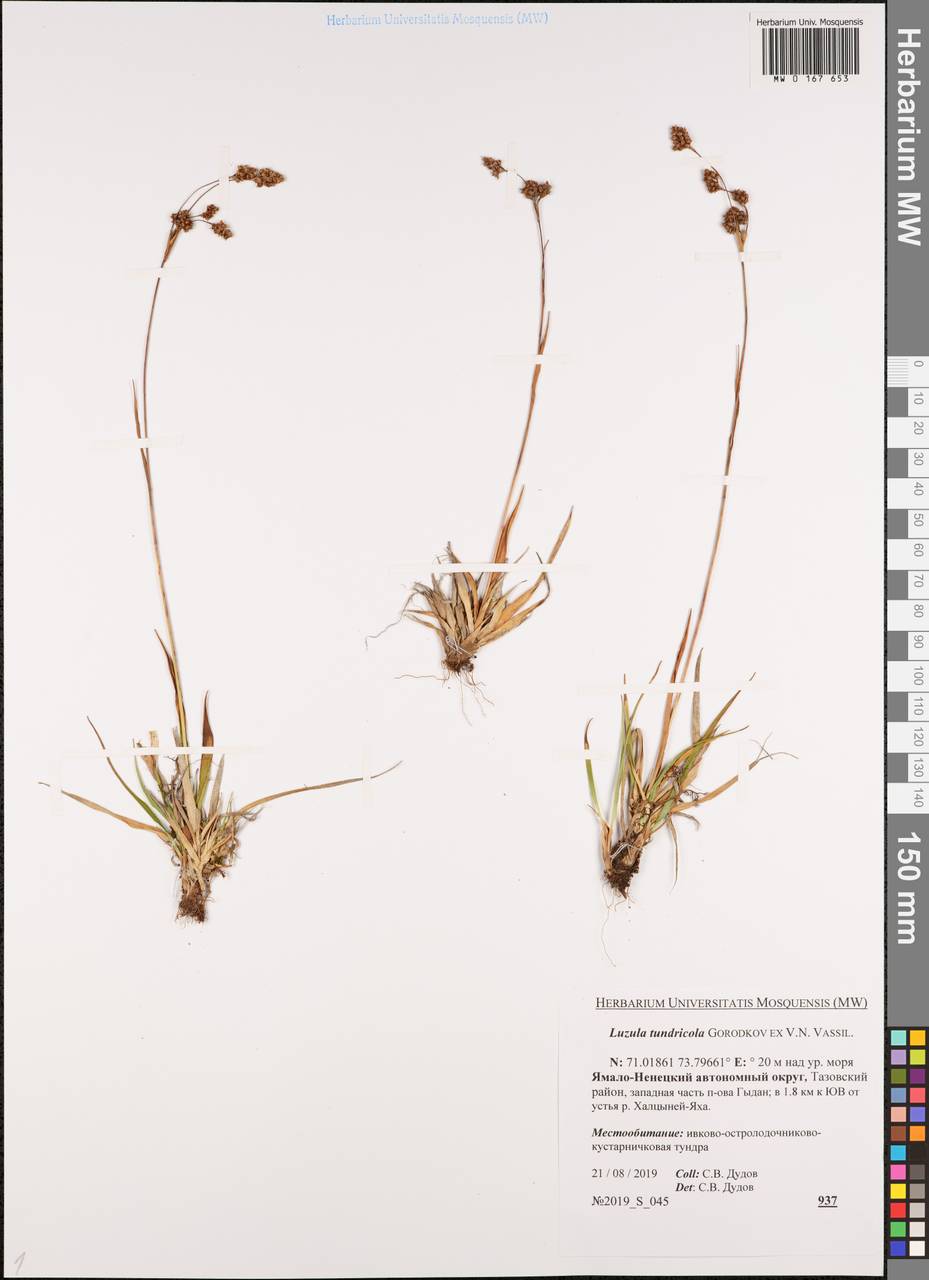 Luzula kjellmaniana Miyabe & Kudô, Siberia, Western Siberia (S1) (Russia)