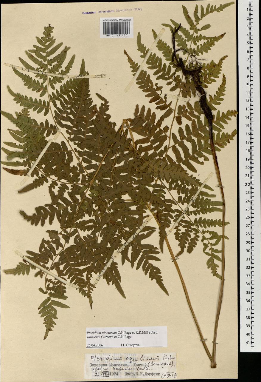 Pteridium aquilinum (L.) Kuhn, Mongolia (MONG) (Mongolia)