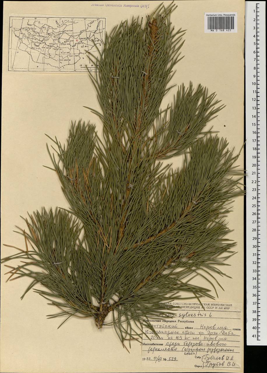 Pinus sylvestris L., Mongolia (MONG) (Mongolia)
