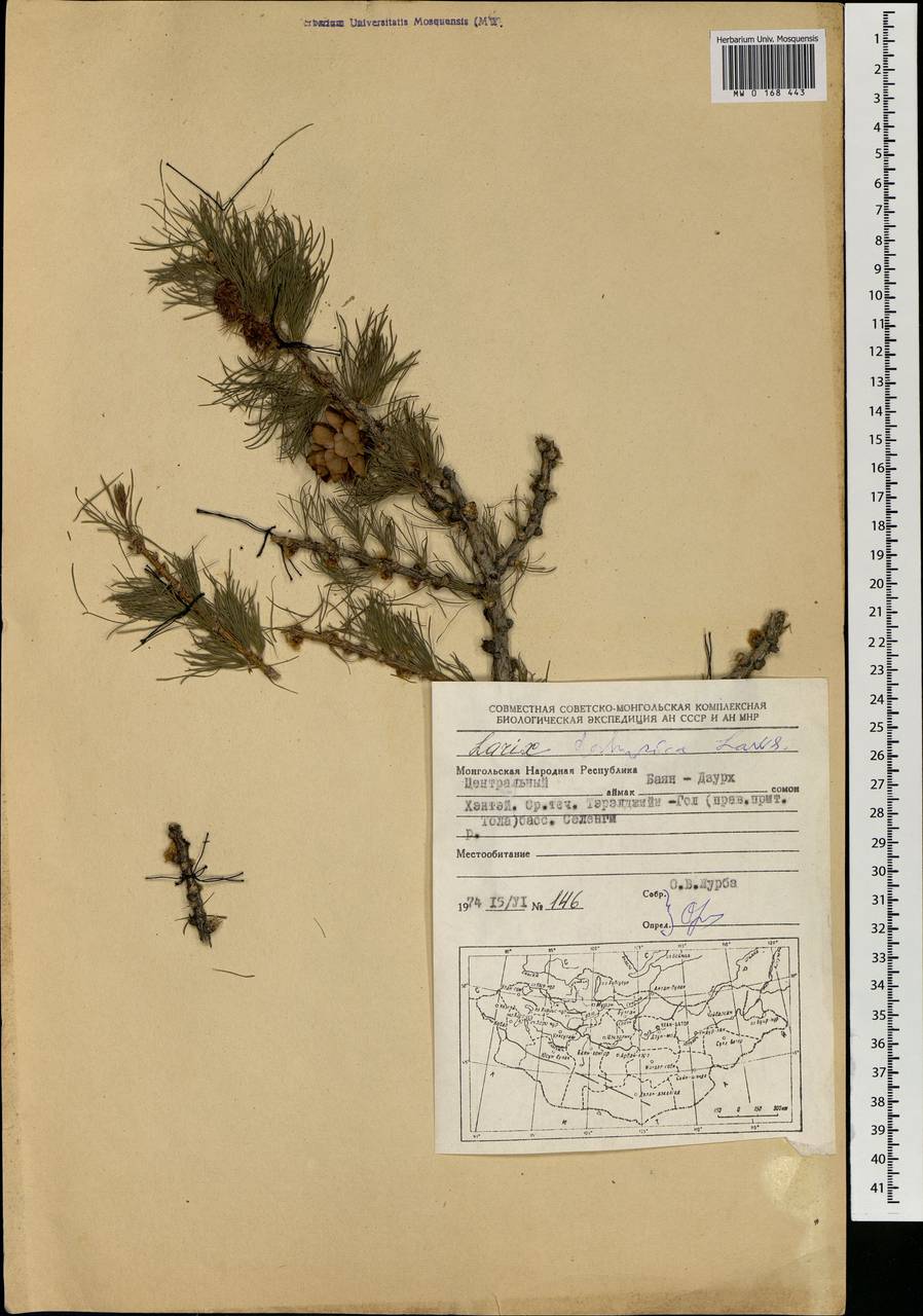 Larix gmelinii var. gmelinii, Mongolia (MONG) (Mongolia)