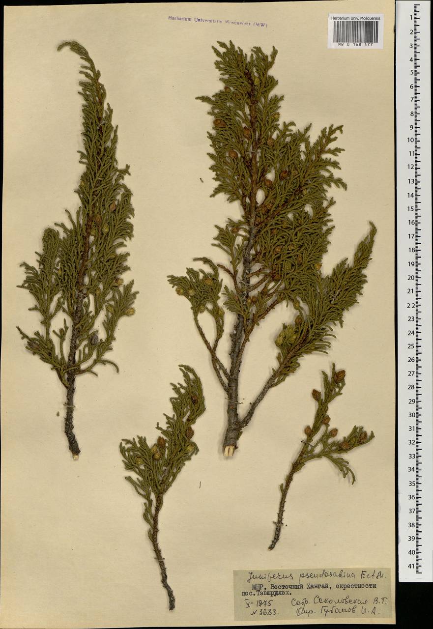 Juniperus pseudosabina Fisch. & C.A.Mey., Mongolia (MONG) (Mongolia)