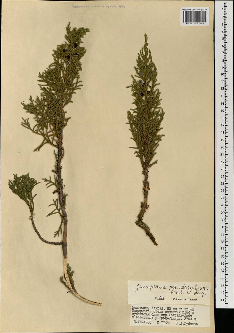 Juniperus pseudosabina Fisch. & C.A. Mey., Mongolia (MONG) (Mongolia)