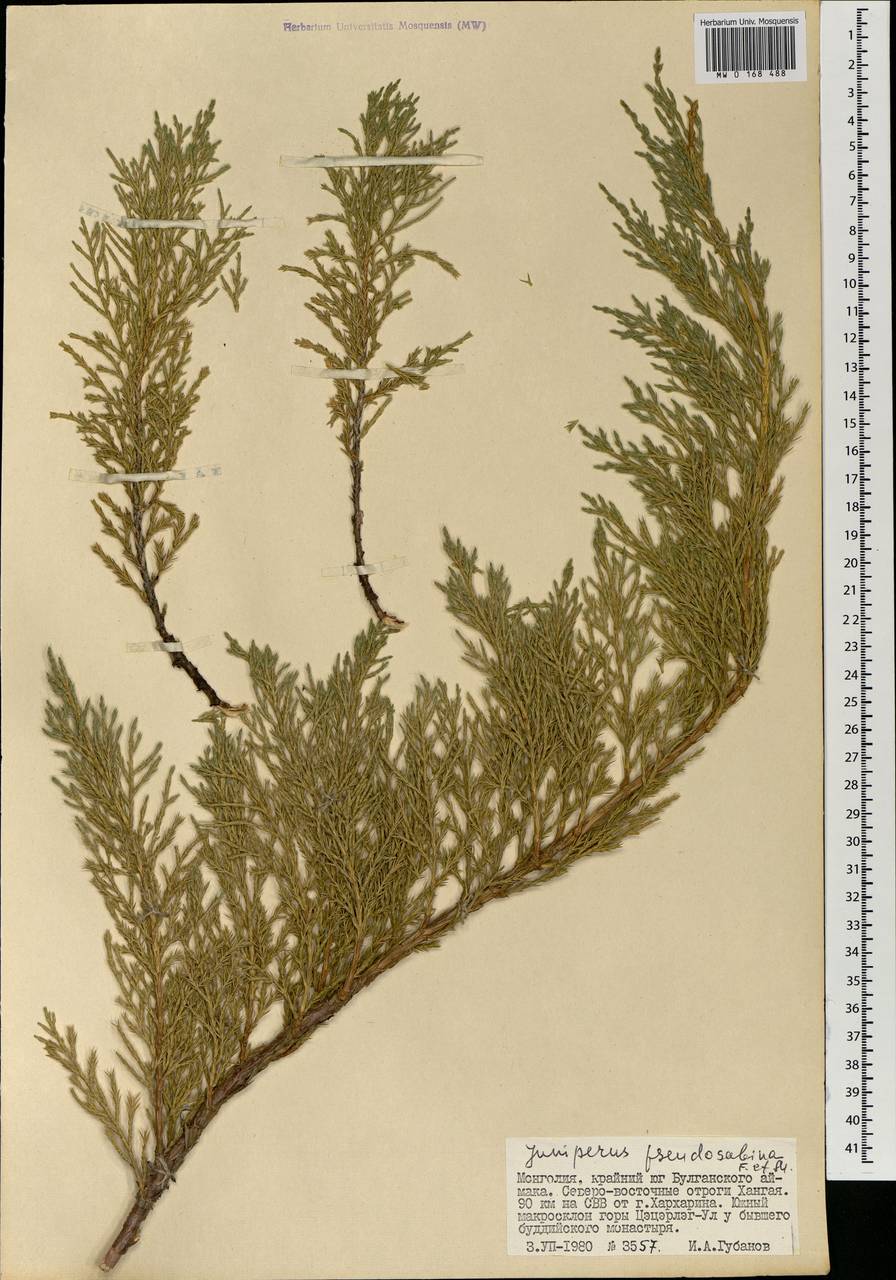 Juniperus pseudosabina Fisch. & C.A. Mey., Mongolia (MONG) (Mongolia)