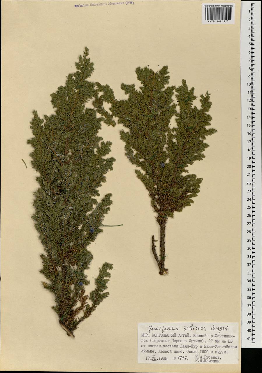 Juniperus communis var. saxatilis Pall., Mongolia (MONG) (Mongolia)