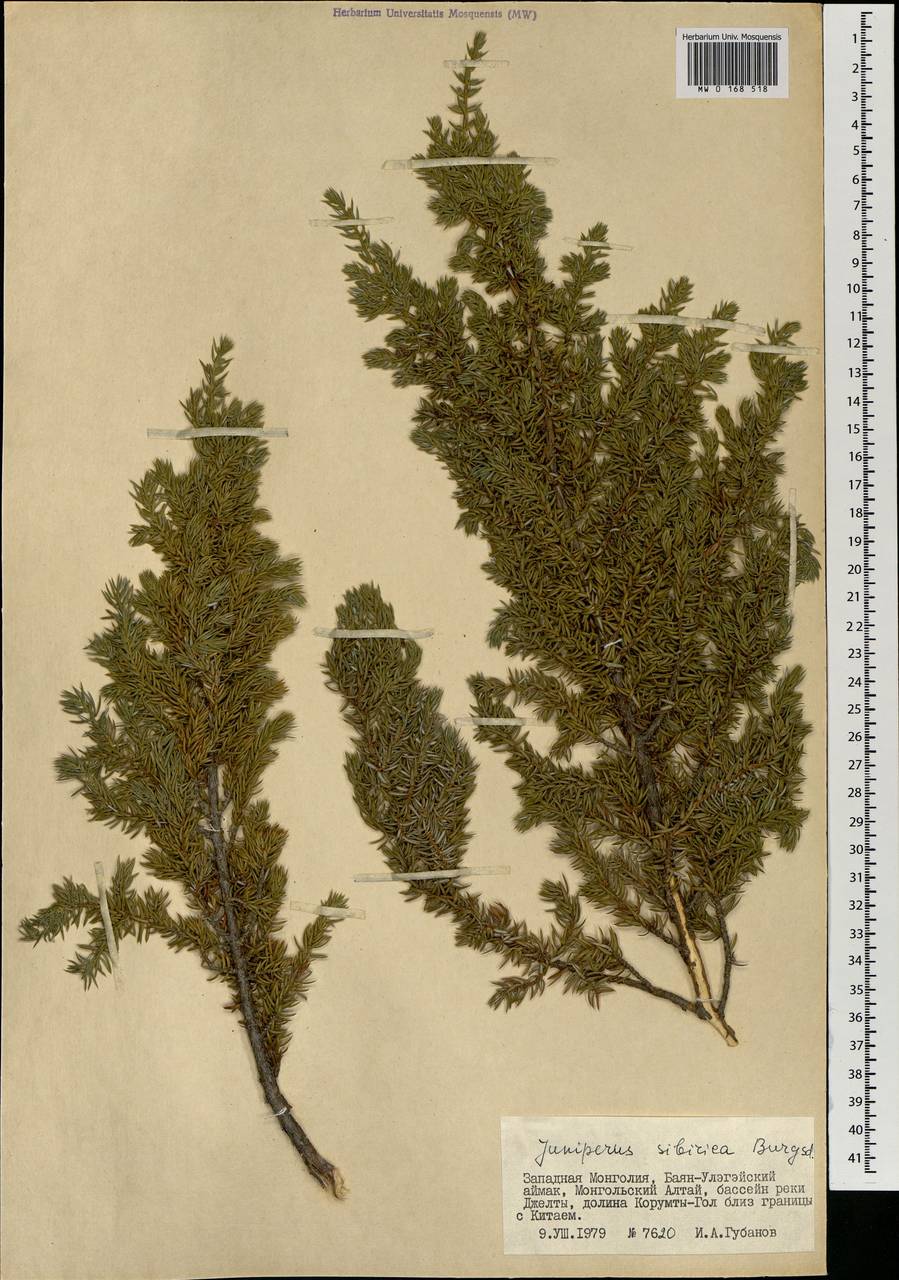 Juniperus communis var. saxatilis Pall., Mongolia (MONG) (Mongolia)